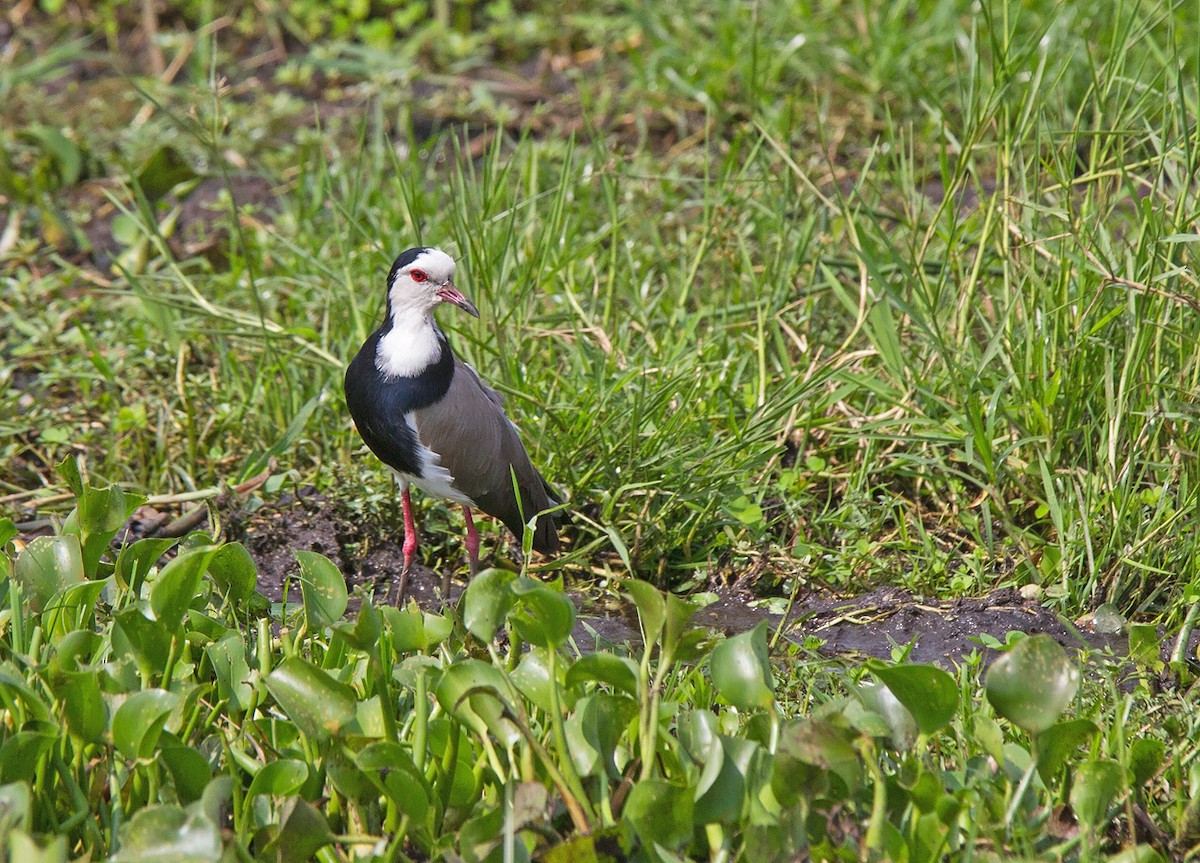 Long-toed Lapwing - Niall D Perrins