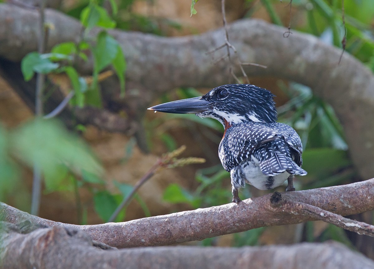 Giant Kingfisher - Niall D Perrins
