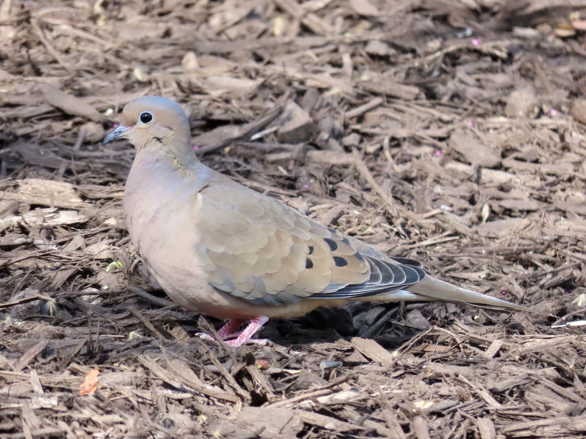 Mourning Dove - Lisa Owens