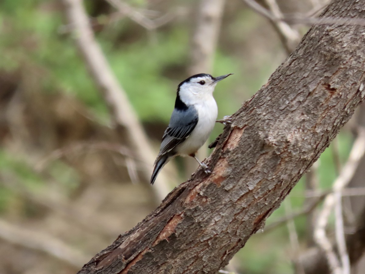 White-breasted Nuthatch - Lisa Owens