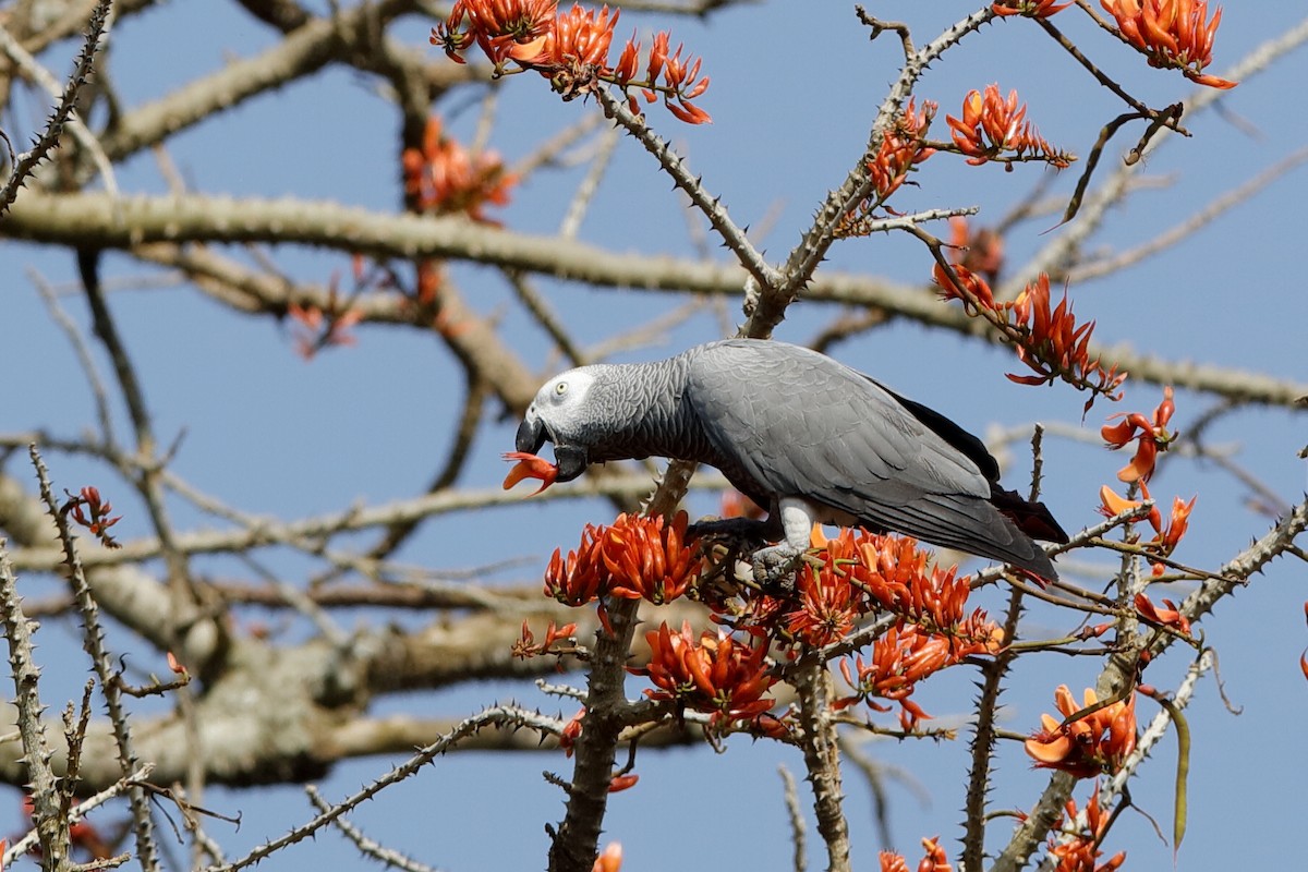Gray Parrot (Gray) - ML222218681