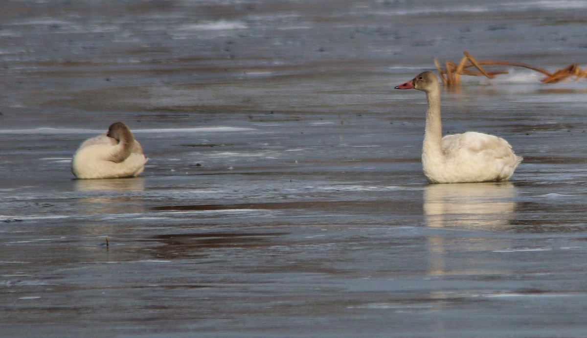 ml22222211-tundra-swan-macaulay-library