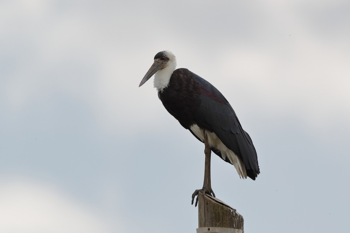 African Woolly-necked Stork - ML222224711