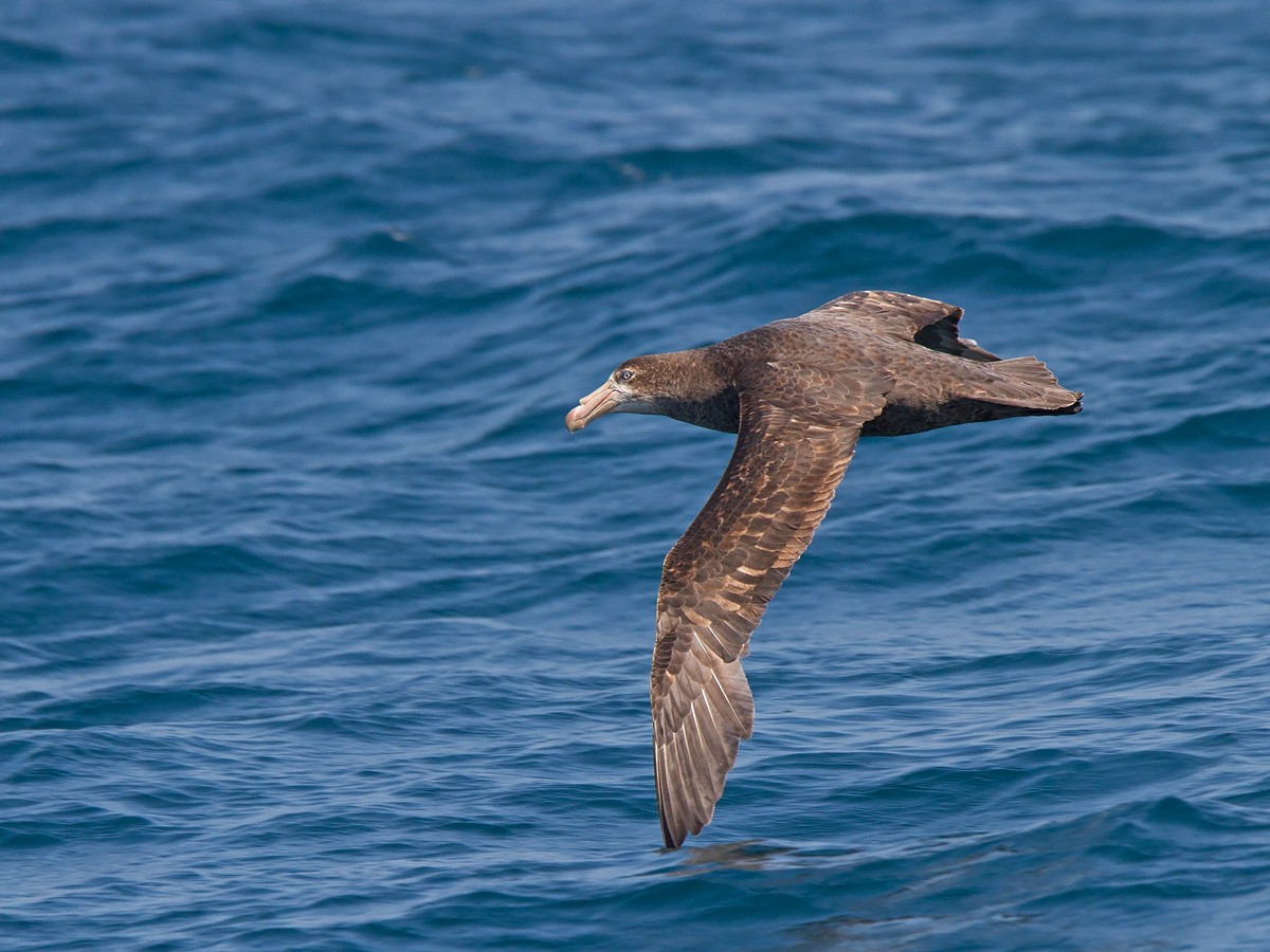 Northern Giant-Petrel - Niall D Perrins