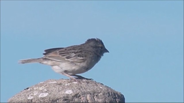 Grassland Sparrow - ML222225461