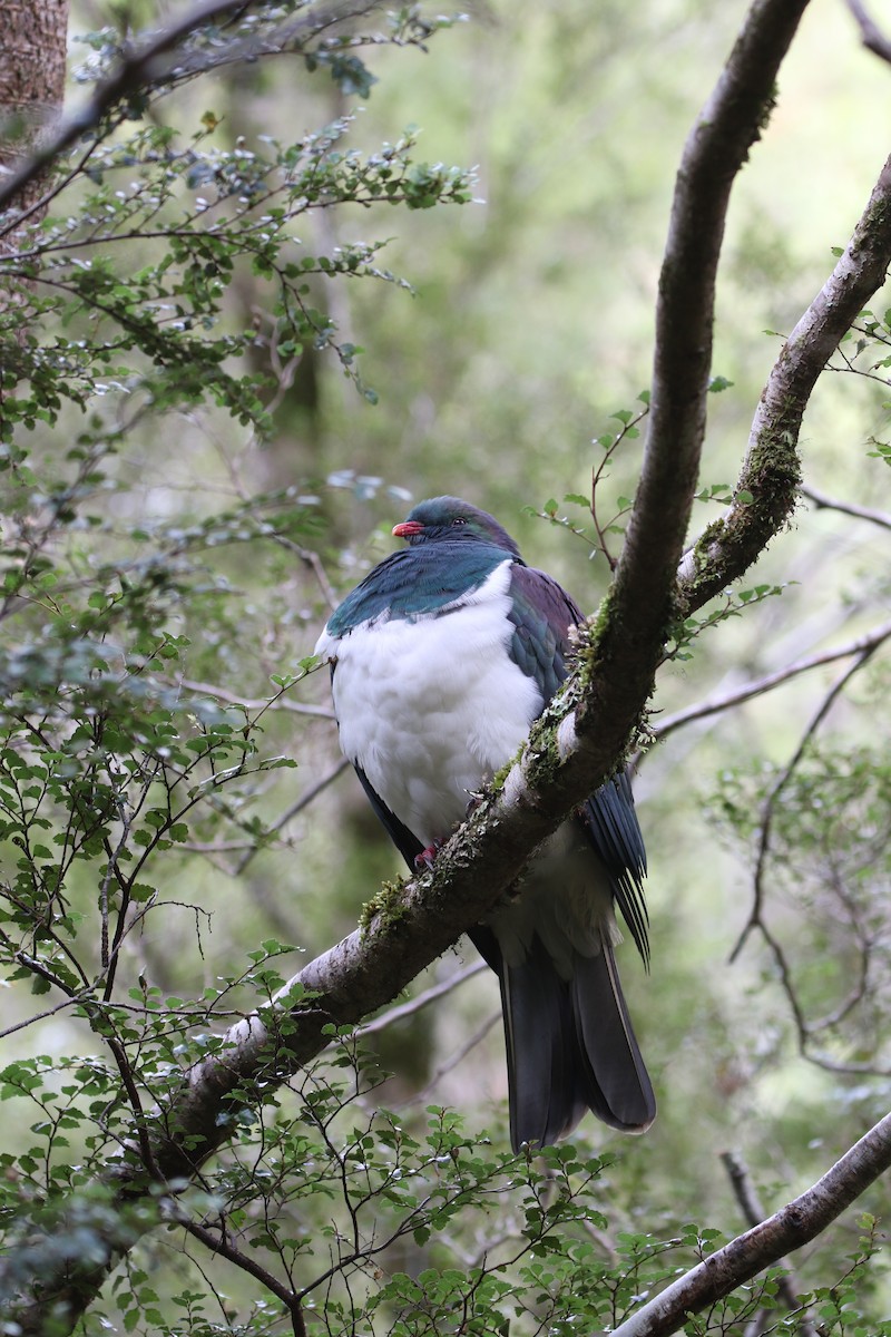 New Zealand Pigeon - ML222226801