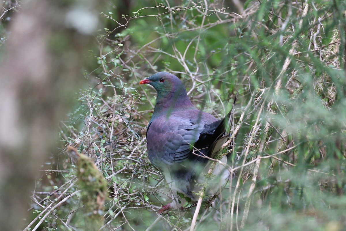 New Zealand Pigeon - ML222226911