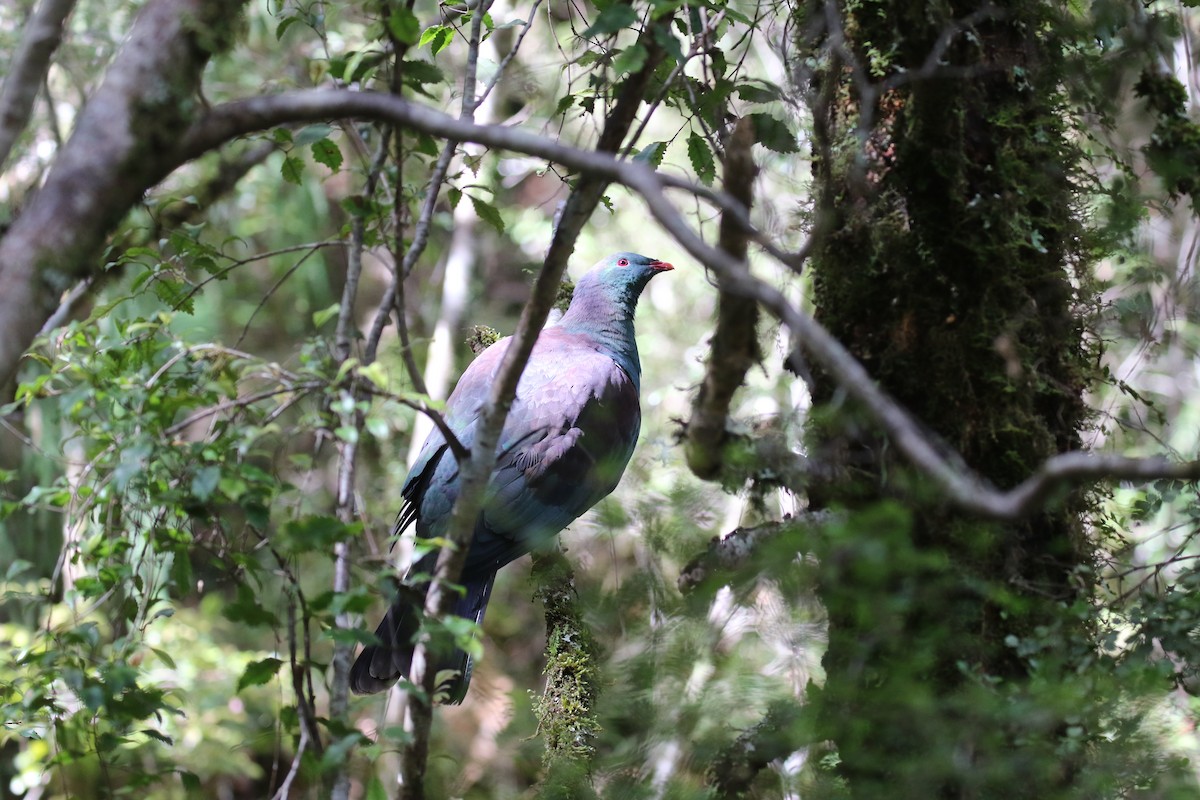 New Zealand Pigeon - ML222226991