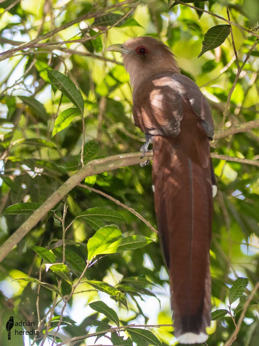 Squirrel Cuckoo - Adrián  Heredia