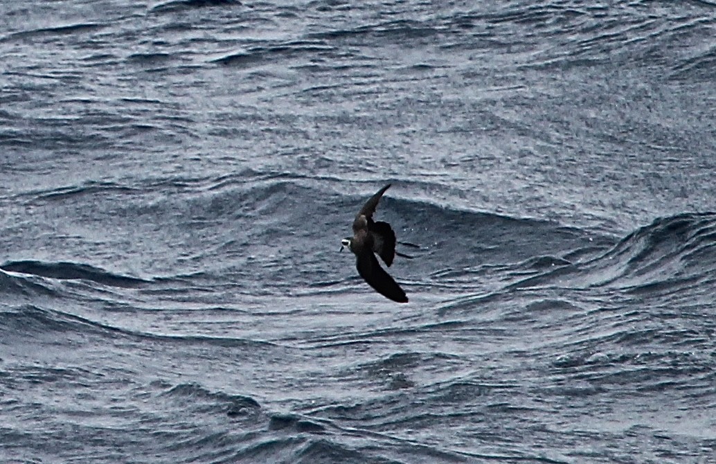 White-faced Storm-Petrel - Greg Lawrence