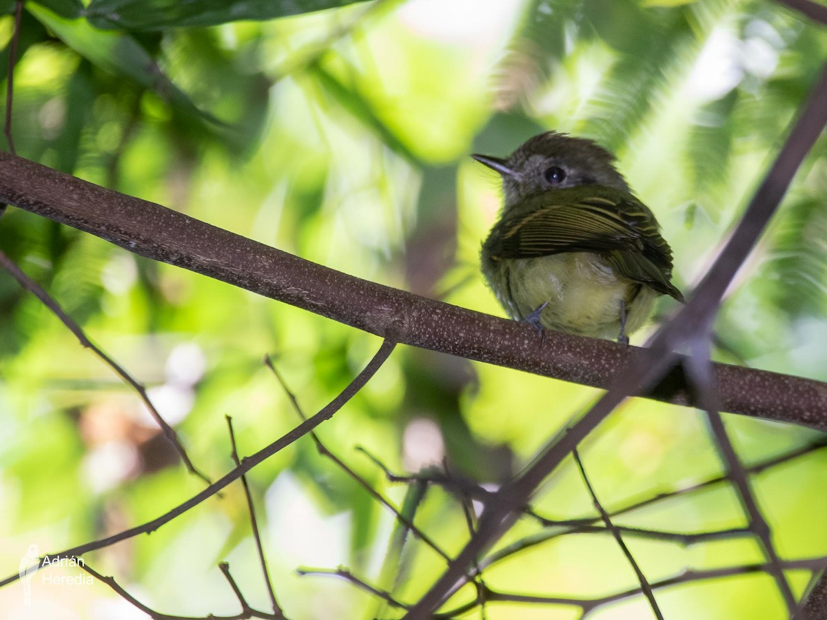 Sepia-capped Flycatcher - ML222227711