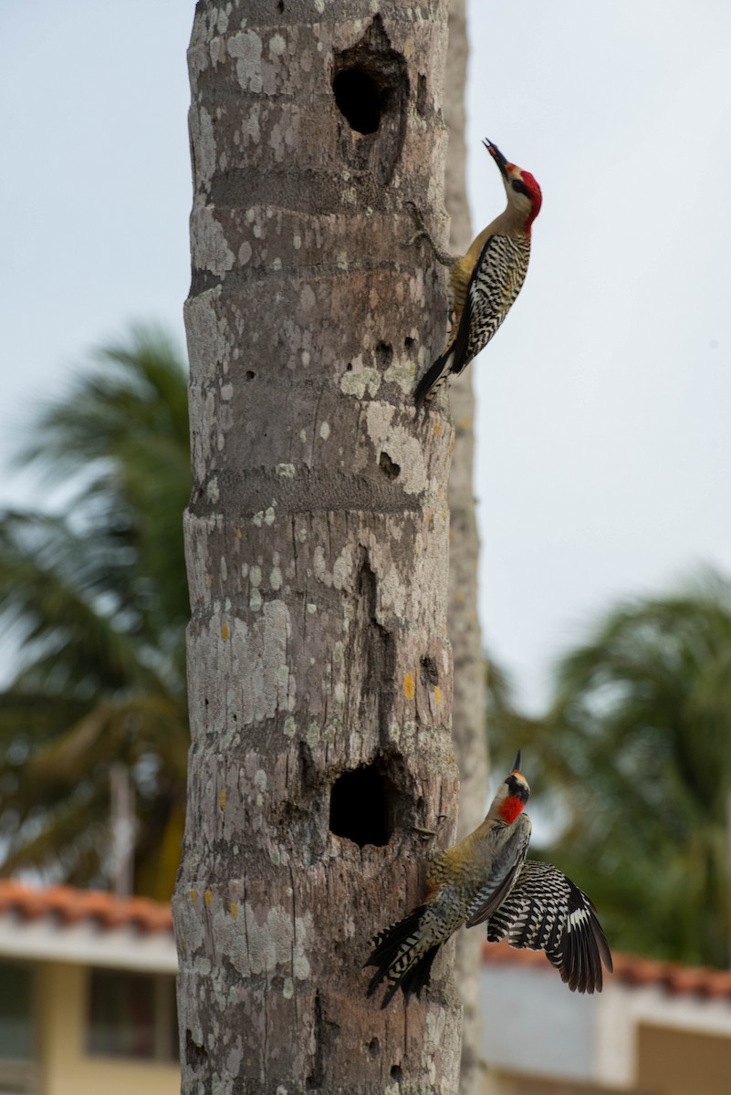 West Indian Woodpecker - ML222228211