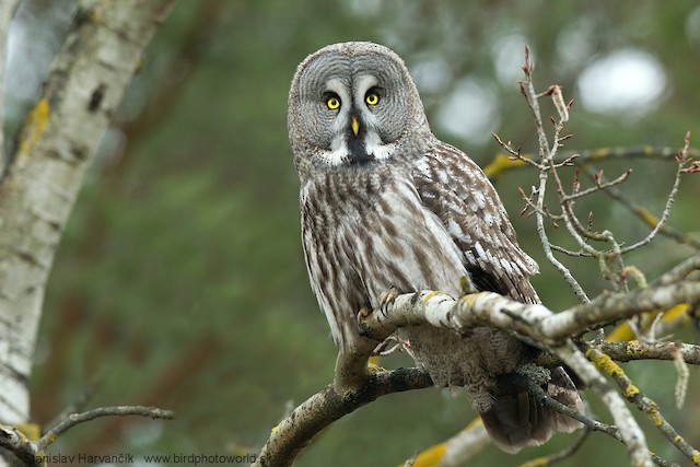 Possible confusion species: Great Gray Owl (<em class="SciName notranslate">Strix nebulosa</em>). - Great Gray Owl (Lapland) - 