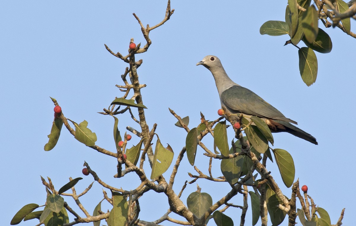 Green Imperial-Pigeon - ML222230701
