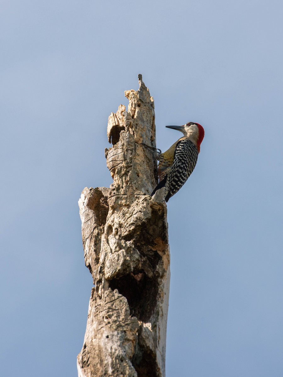 West Indian Woodpecker - Holger Schneider