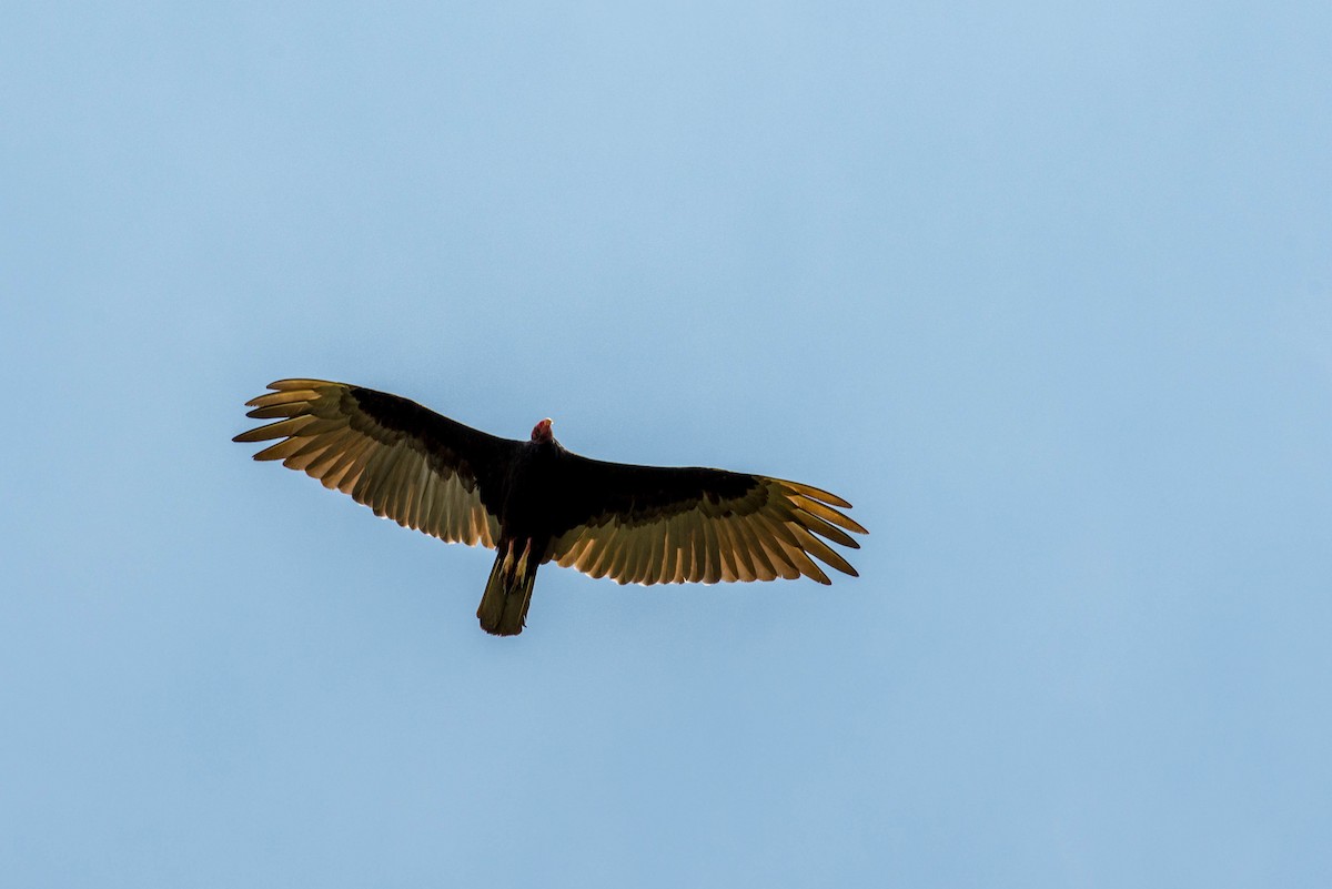 Turkey Vulture - Holger Schneider
