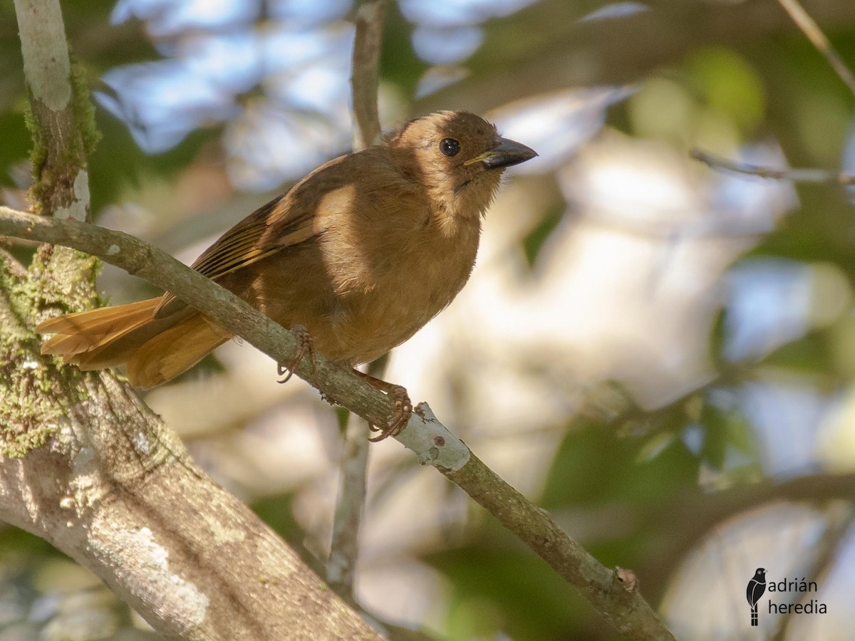 Red-crowned Ant-Tanager - ML222232391