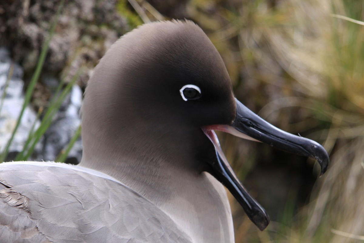 Light-mantled Albatross - Oscar Campbell