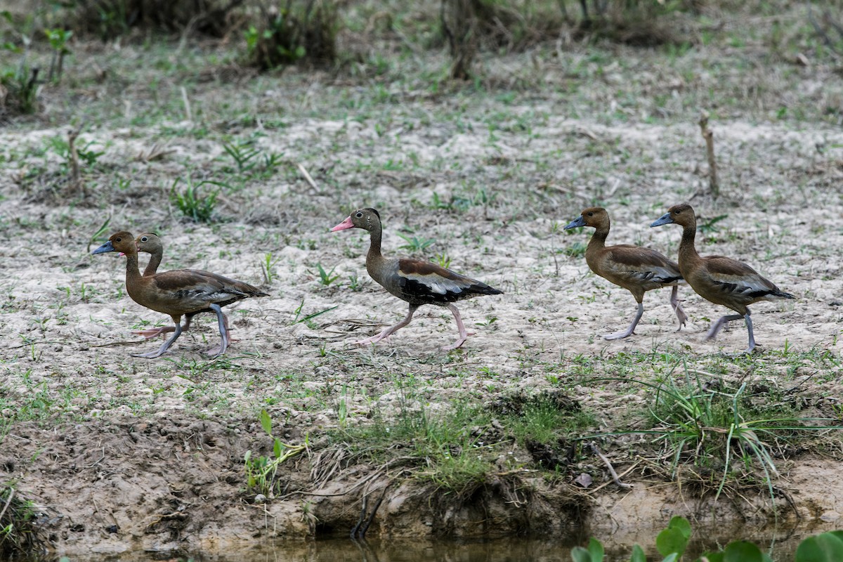 Black-bellied Whistling-Duck - Nick Athanas