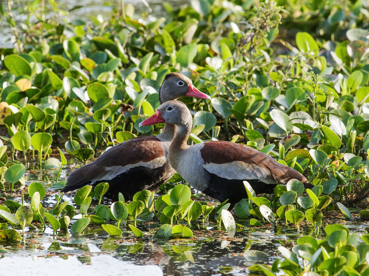 Black-bellied Whistling-Duck - Nick Athanas