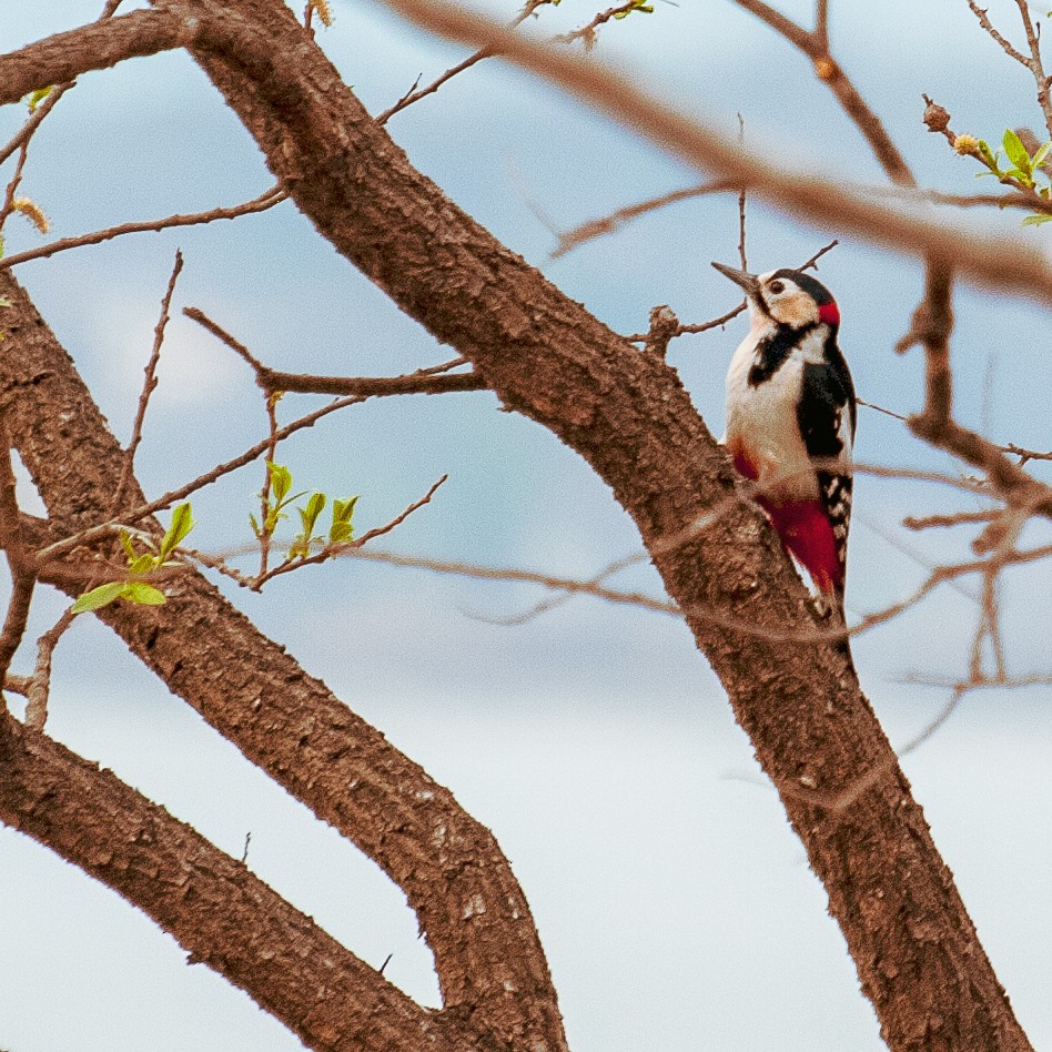 Great Spotted Woodpecker - Erik Lionberger
