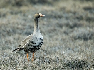 Greater White-fronted Goose (Western), ML222243001