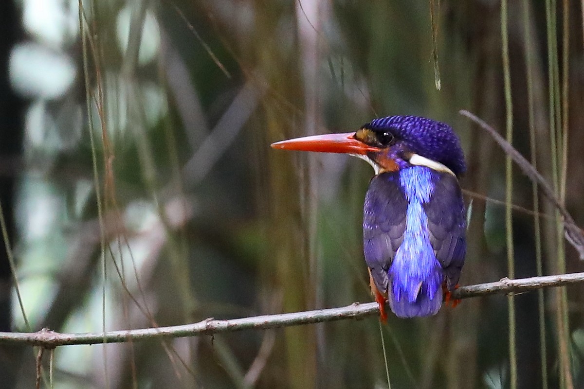 Blue-eared Kingfisher - Peter Kyne