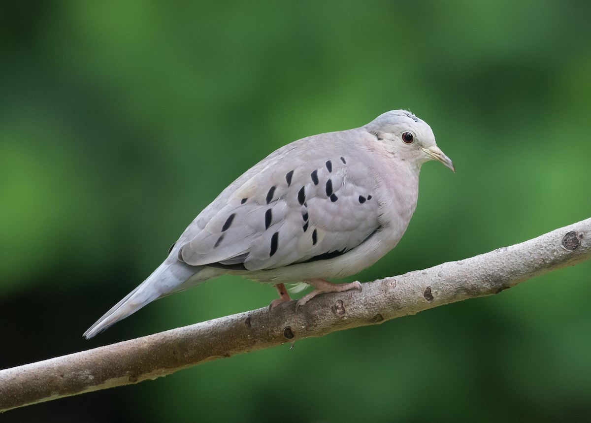 Ecuadorian Ground Dove - Ian Burgess