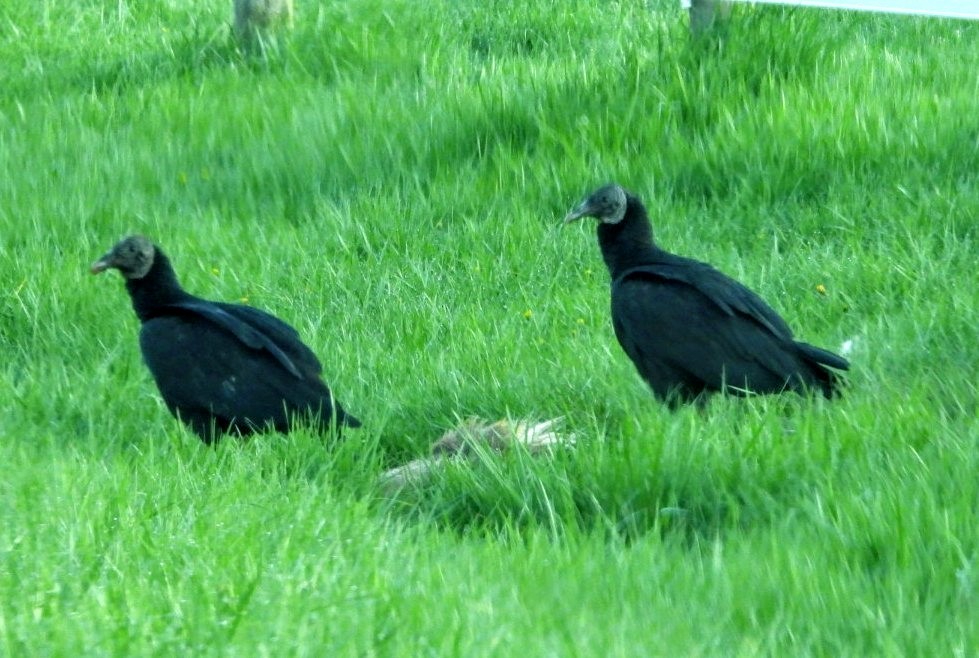 Black Vulture - Ronnie Clark