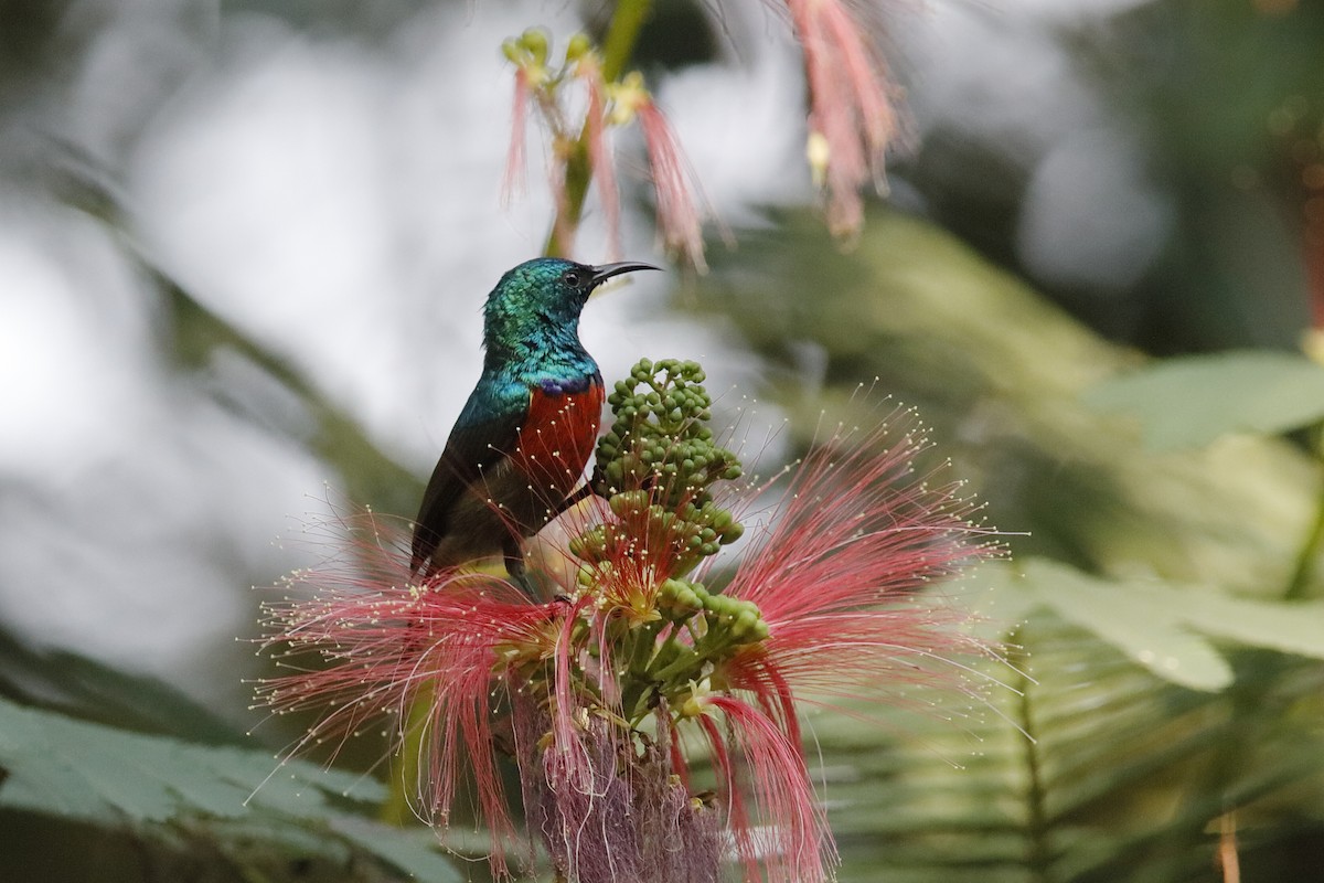Red-chested Sunbird - ML222248441