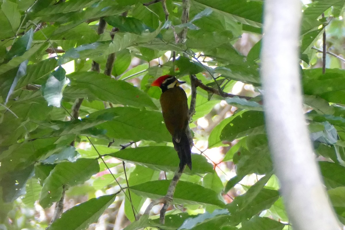 Olive-backed Woodpecker - Ronald de Mol