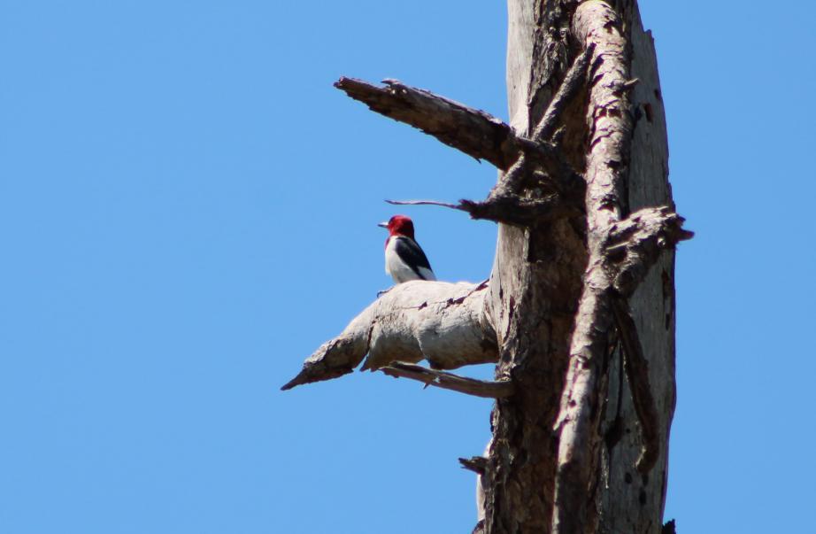 Red-headed Woodpecker - ML222248721