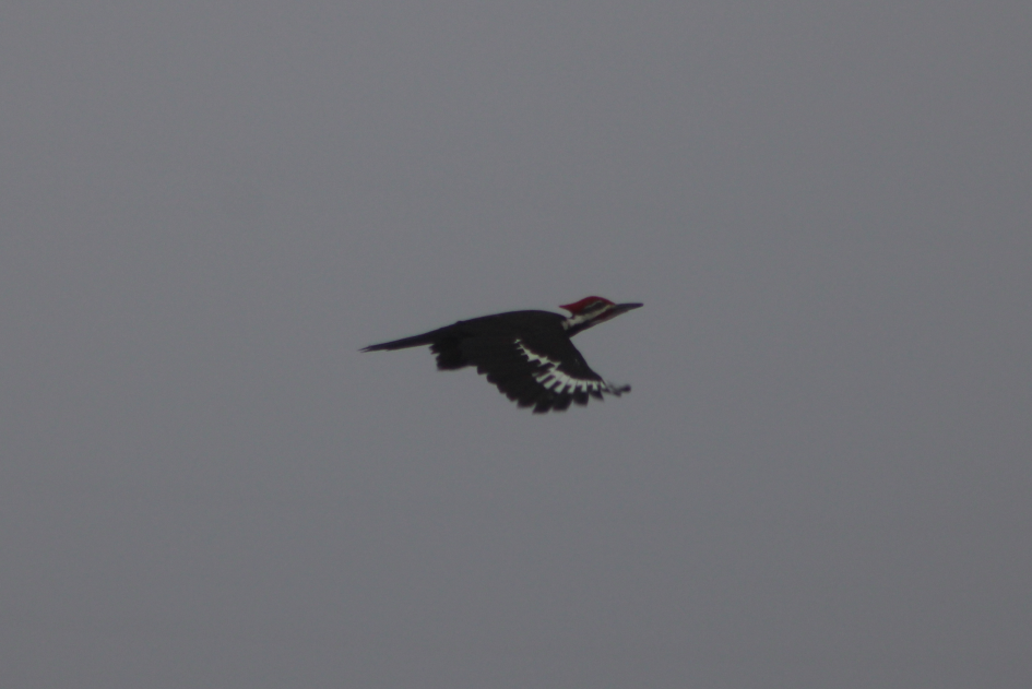 Pileated Woodpecker - ML222248851