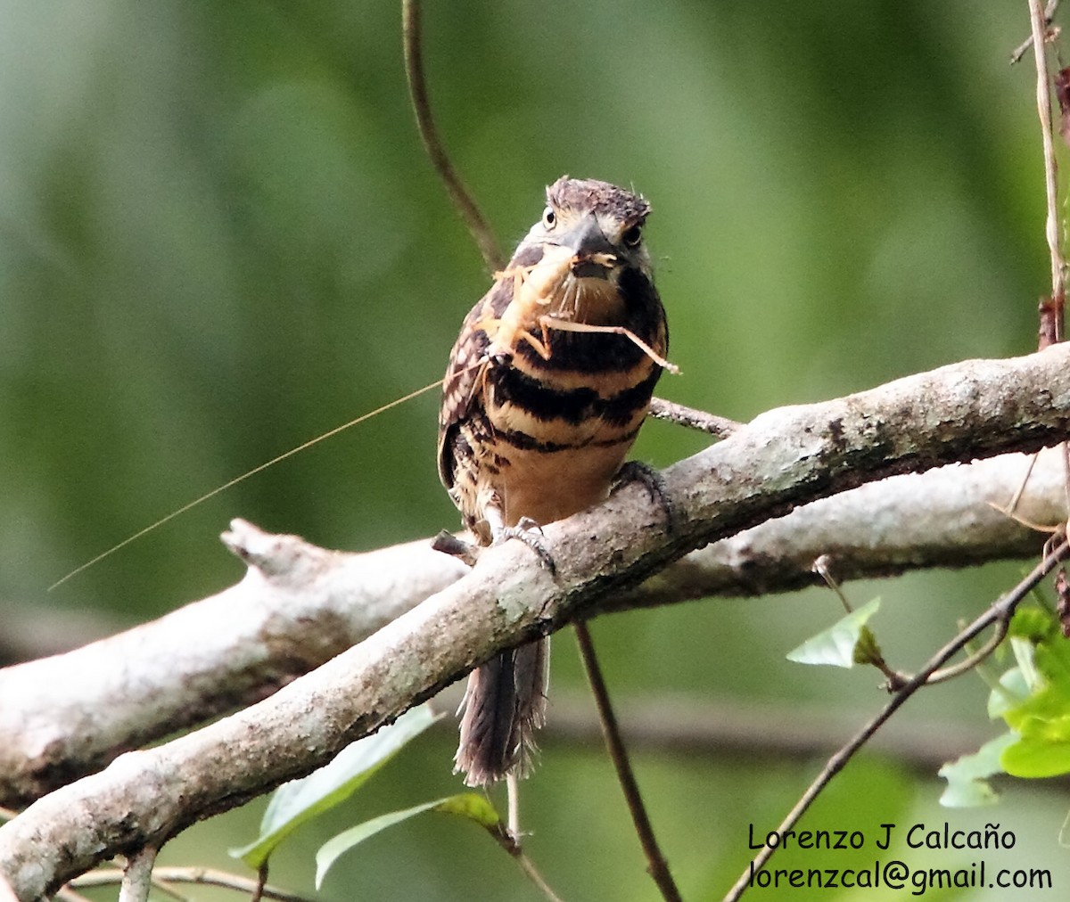 Two-banded Puffbird - ML222249951
