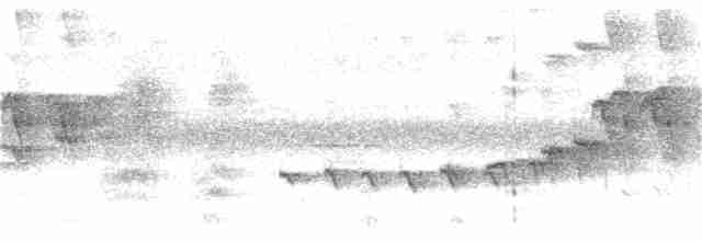 Филиппинский дронго (mirabilis) - ML222254661