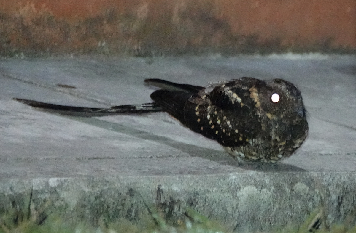 Swallow-tailed Nightjar - Dan Rabosky