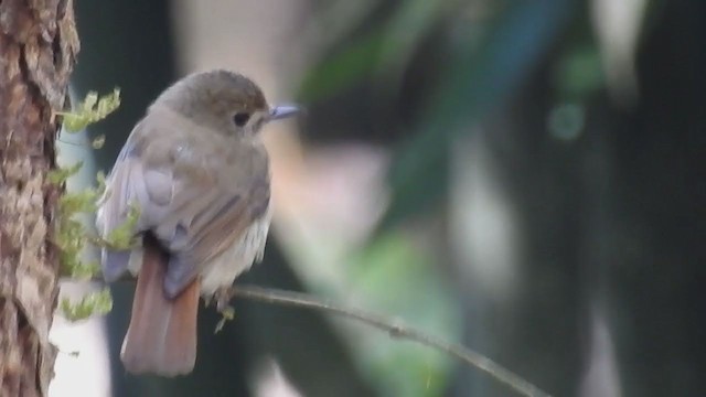 Fulvous-chested Jungle Flycatcher - ML222257871
