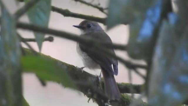 Fulvous-chested Jungle Flycatcher - ML222257901