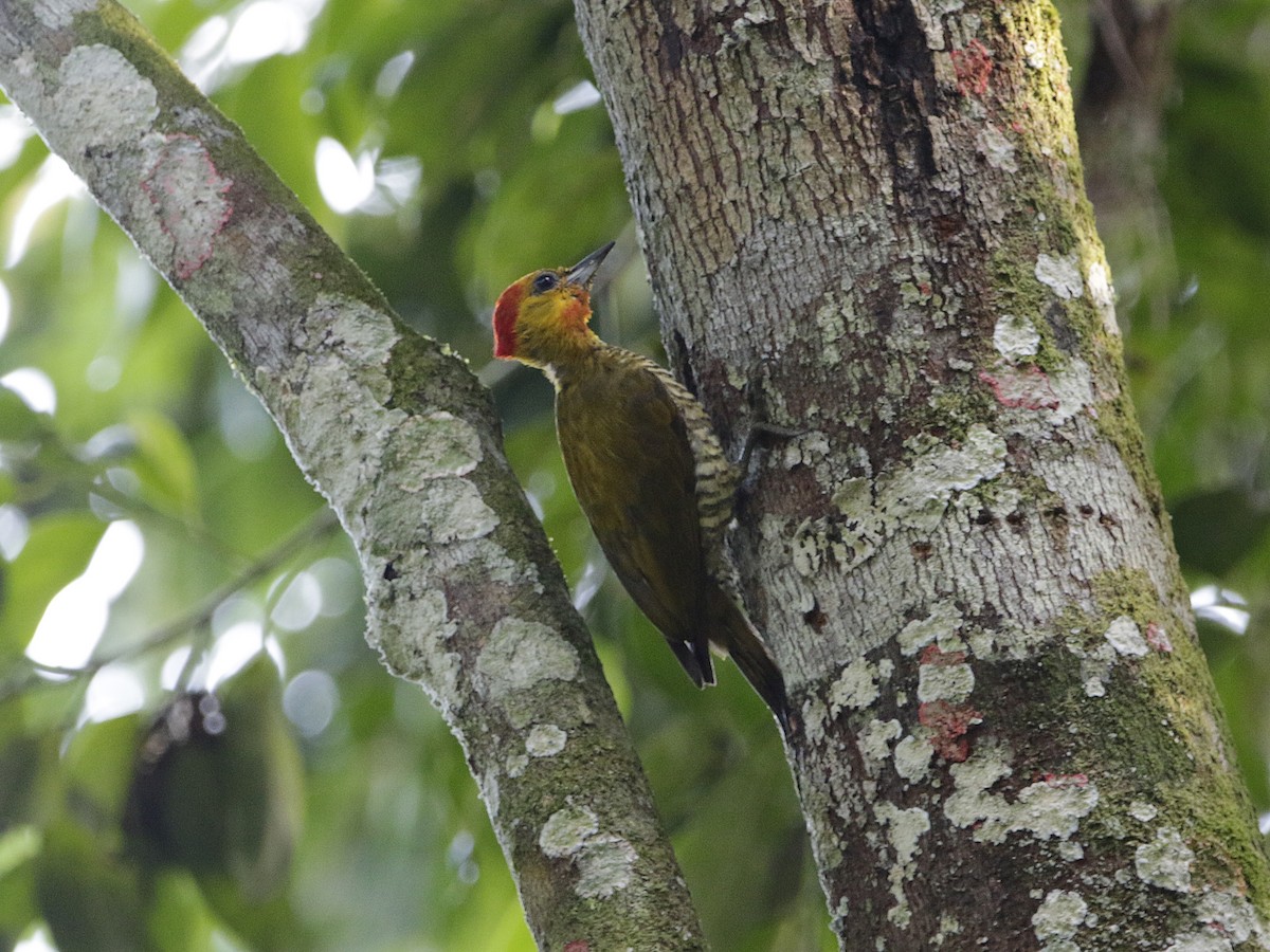 Yellow-throated Woodpecker - ML222258661