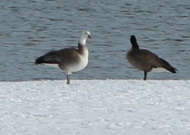 Snow x Canada Goose (hybrid) - ML222264701