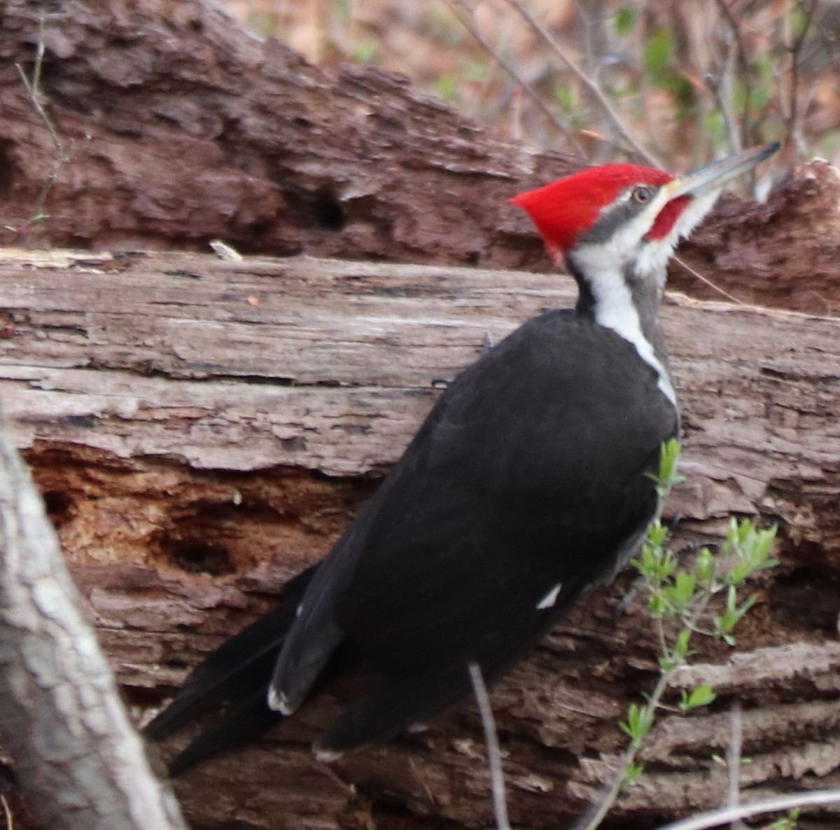 Pileated Woodpecker - valerie heemstra