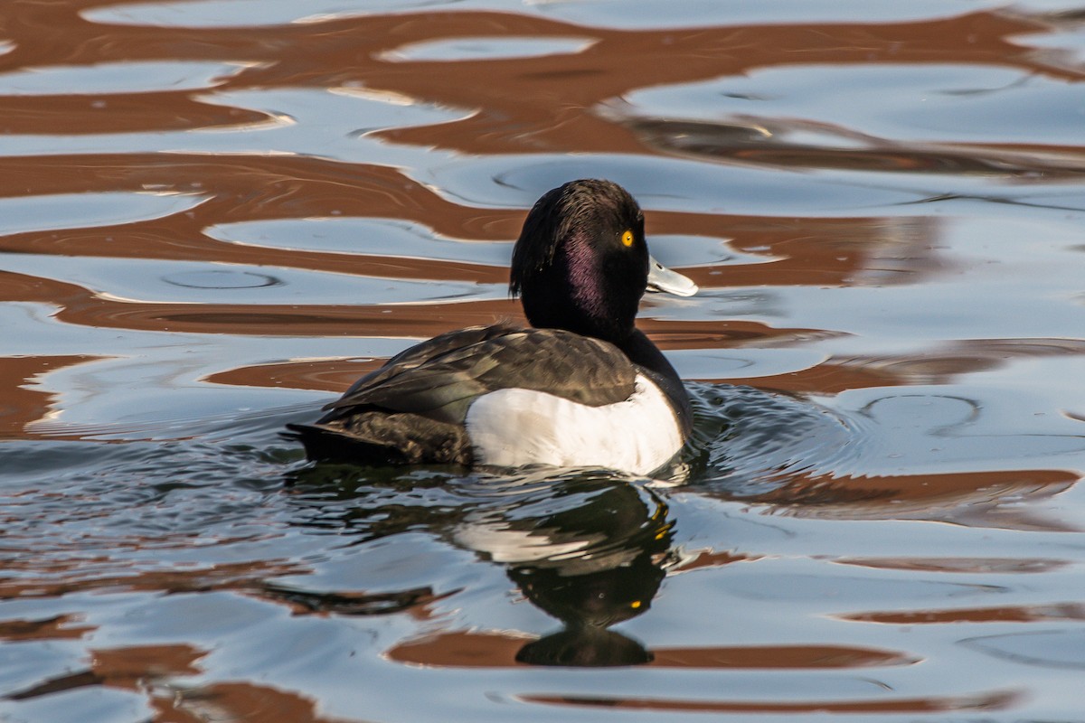 Tufted Duck - ML222268081