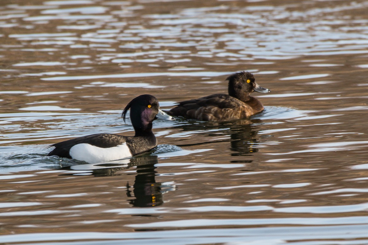 Tufted Duck - ML222268121