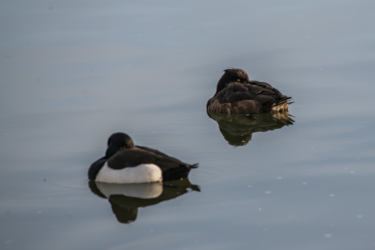 Tufted Duck - ML222268401