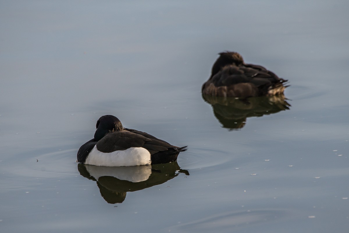 Tufted Duck - ML222268421