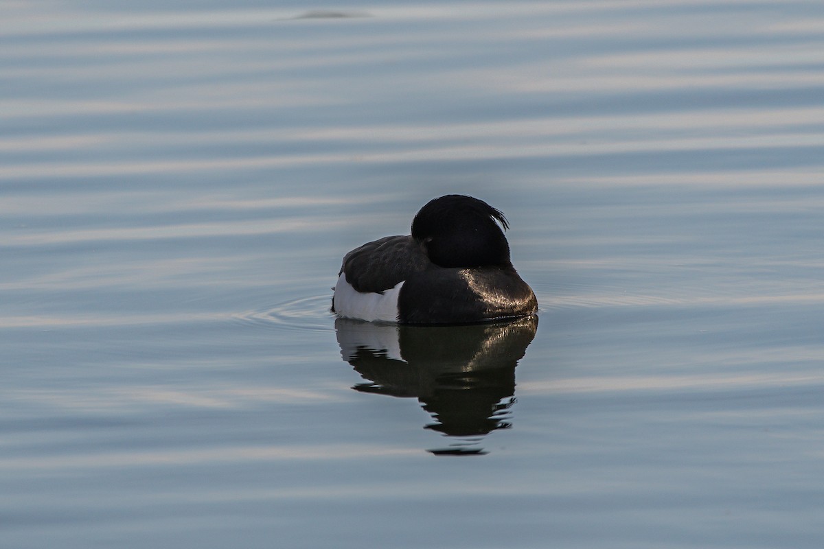 Tufted Duck - ML222268441