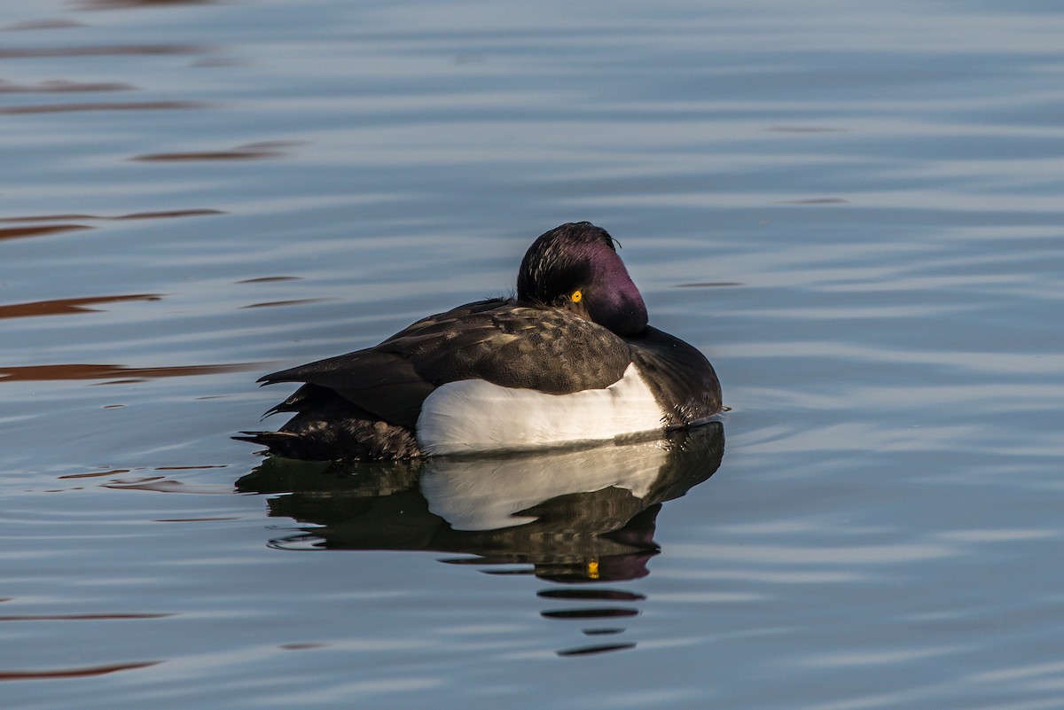 Tufted Duck - ML222268481