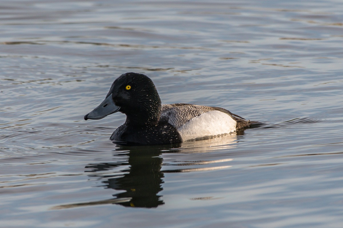 Greater Scaup - Frank King