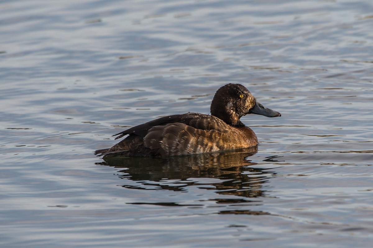 Greater Scaup - ML222269131