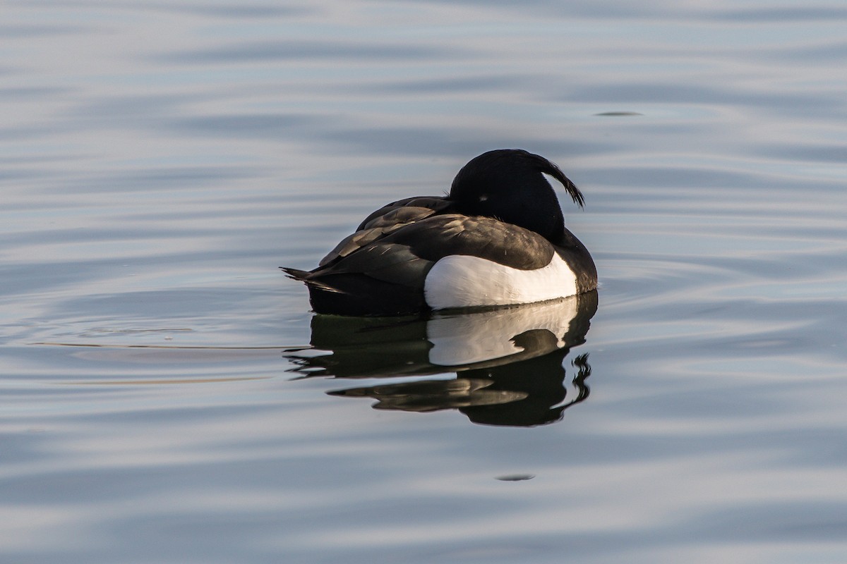Tufted Duck - ML222269181